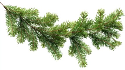 a natural green pine tree branch garland ideal for christmas and winter decorations isolated on a transparent background