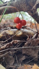 lily of the valley fruits in the forest