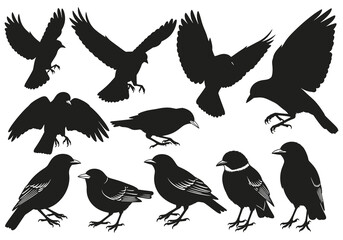 Silhouettes of various birds in flight and perching positions