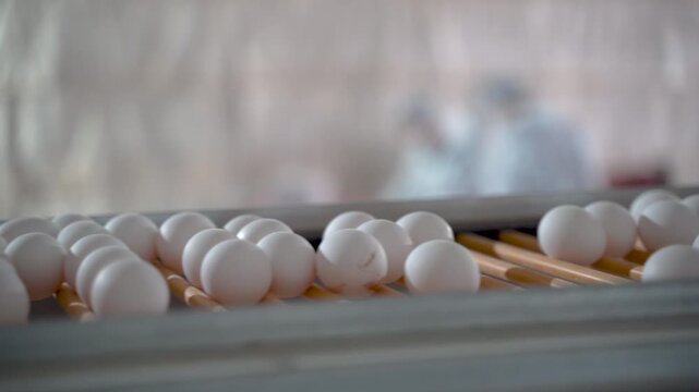Chicken eggs moving along a conveyor in a poultry farm
