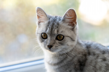Portrait of a British Shorthair cat near a window
