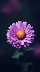 Fototapeta premium Minimal close up photo of a Aster purple flower blossom petal plant.
