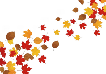 Scattered autumn maple and oak leaves in red, orange, and yellow colors isolated on transparent background