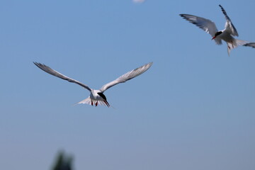 flying tern