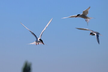 flying tern