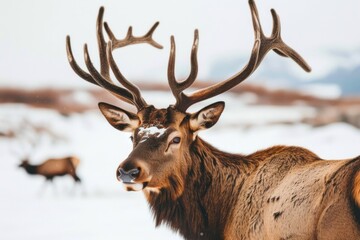 Antlers wildlife animal mammal.