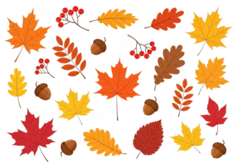 Collection of autumn elements including maple leaves, acorns, and rowan berries, isolated on transparent background