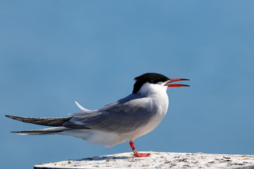 common tern