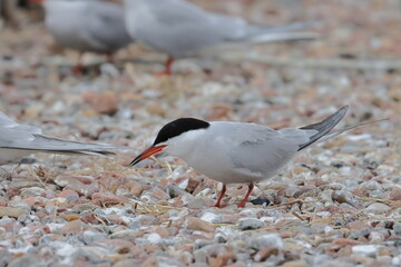 common tern