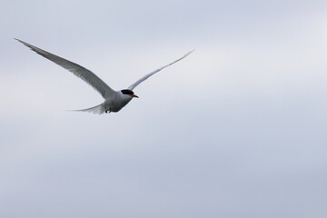 common tern