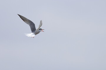 common tern