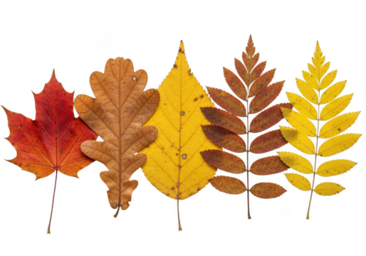 A collection of five different autumn leaves in various colors and shapes isolated on transparent background