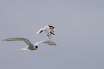 common tern