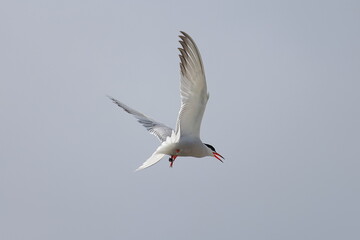 common tern