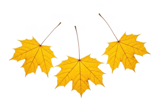 Three yellow maple leaves falling gently isolated on transparent background