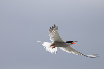 common tern