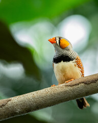 A Zebra finch (Taeniopygia guttata) perched calmly on a branch, gazing toward the horizon in a peaceful natural setting.