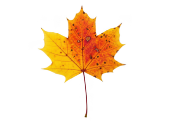 Single vibrant red and yellow maple leaf with dark spots, isolated on transparent background