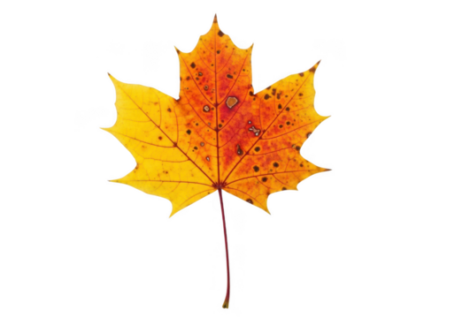 Single vibrant red and yellow maple leaf with dark spots, isolated on transparent background