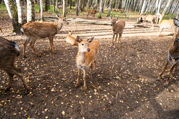 Group of dappled deer grazing in a forest during autumn with fallen leaves and soft sunlight