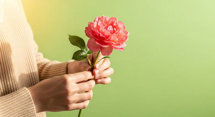 Close-up of hands gently holding a delicate pink rose against a soft green background, symbolizing love, care, and appreciation