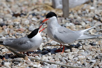 common tern