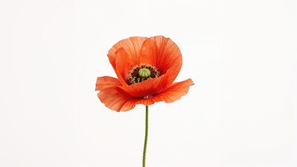 Single red poppy flower on white background. Nature and floral concept. Botany and plant life. The beauty of flowers.