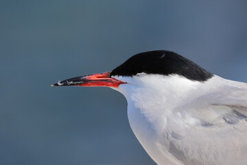 common tern