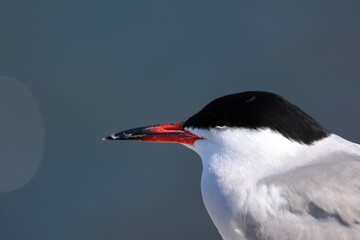 common tern