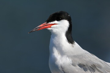 common tern