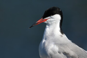common tern