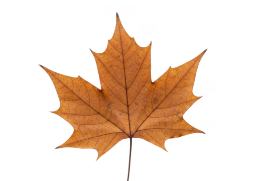 Single brown maple leaf with visible veins, isolated on transparent background