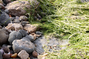 landscape of green algae amongst grey basalt rock, stones and shells