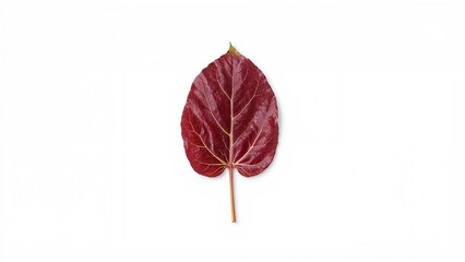 Red leaf isolated on white background. Botanical and nature concept. The image of a leaf.