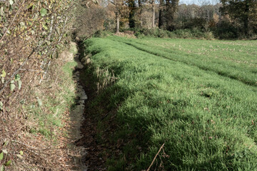 Obraz premium Narrow water ditch flowing through green field