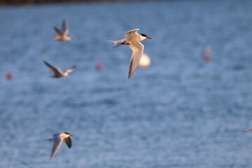 common tern