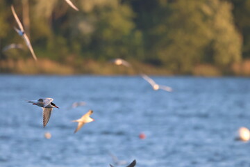 common tern