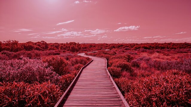 Pathway through lush shrubbery in a pink-tinted landscape. Nature and outdoor scene. Scenic and tranquil environment. The concept of nature and peaceful surroundings.