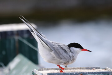 common tern