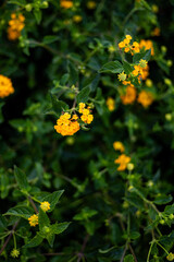 Flores amarillas de un arbusto