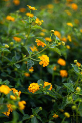 Flores amarillas de un arbusto verde