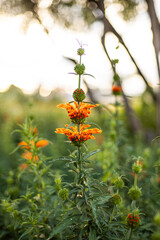 Flor naranja en un campo verde