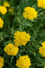 Flor amarilla en primer plano