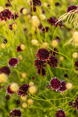 Flores violetas en primer plano