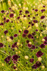 Campo de flores violetas y amarillas