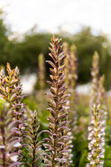 Flores extra&ntilde;as violetas