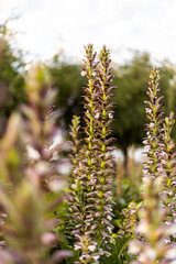 flores violetas en vertical 