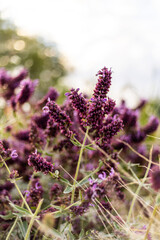 Flores violetas en un campo