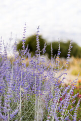 Flores lilas en un campo