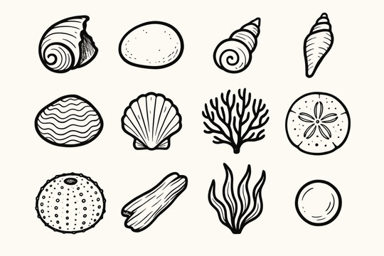 Clam collection seaweed fan icon vector spiral seashell broken sand driftwood pearl